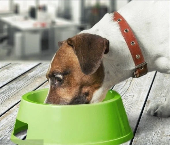 Plastic Pet Products Injection Mould And Injection OEM Plastic Pet Products Injection Mould And Injection OEM